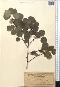 Populus tremula L., Middle Asia, Caspian Ustyurt & Northern Aralia (M8) (Kazakhstan)