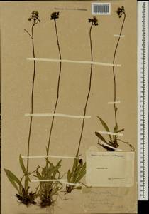 Pilosella piloselloides subsp. praealta (Gochnat) S. Bräut. & Greuter, Eastern Europe, Moscow region (E4a) (Russia)