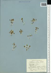 Cochlearia groenlandica L., Eastern Europe, Northern region (E1) (Russia)