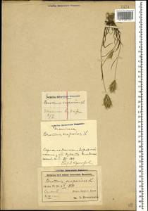 Bromus scoparius L., Caucasus, Azerbaijan (K6) (Azerbaijan)