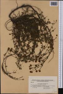 Dorycnium pentaphyllum subsp. herbaceum (Vill.)Rouy, Western Europe (EUR) (Bulgaria)