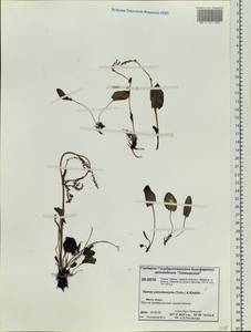 Rumex pseudoxyria (Tolm.) A. P. Khokhr., Siberia, Central Siberia (S3) (Russia)