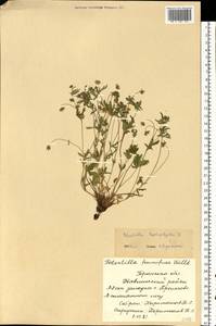 Potentilla humifusa Willd., Eastern Europe, Western region (E3) (Russia)