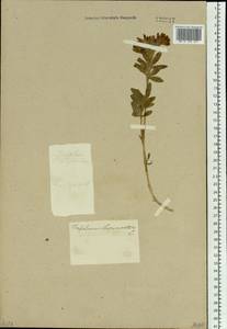 Trifolium lupinaster L., Siberia (no precise locality) (S0) (Russia)