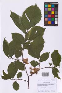 Ulmus laevis Pall., Eastern Europe, Moscow region (E4a) (Russia)
