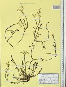 Sedum sexangulare L., Eastern Europe, Central forest-and-steppe region (E6) (Russia)