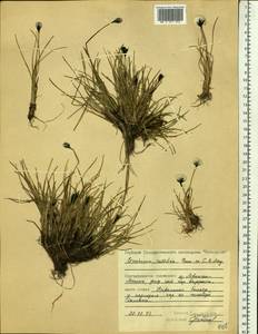 Eriophorum callitrix Cham. ex C.A.Mey., Siberia, Central Siberia (S3) (Russia)