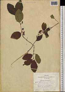 Lonicera xylosteum L., Siberia, Western Siberia (S1) (Russia)