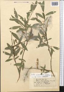 Salix pycnostachya Anderss., Middle Asia, Western Tian Shan & Karatau (M3) (Kyrgyzstan)