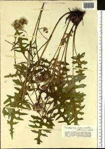 Saussurea recurvata (Maxim.) Lipsch., Siberia, Baikal & Transbaikal region (S4) (Russia)