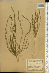 Corispermum nitidum Kit. ex Schult., Eastern Europe, North Ukrainian region (E11) (Ukraine)