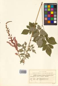 Astilbe rubra Hook. fil. & Thomson, Siberia, Russian Far East (S6) (Russia)