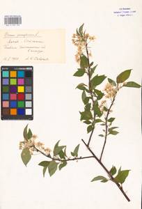 Prunus pensylvanica L. fil., Eastern Europe, Moscow region (E4a) (Russia)