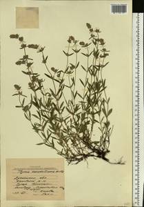 Thymus pannonicus All., Eastern Europe, North Ukrainian region (E11) (Ukraine)