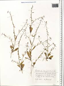 Goldbachia laevigata (M.Bieb.) DC., Eastern Europe, Lower Volga region (E9) (Russia)