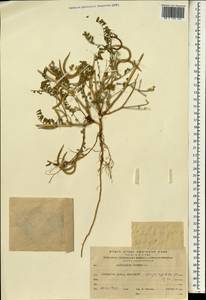 Astragalus hamosus L., South Asia, South Asia (Asia outside ex-Soviet states and Mongolia) (ASIA) (Israel)