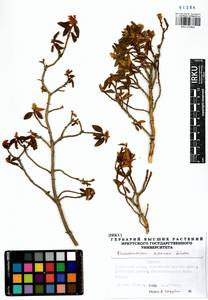 Rhododendron adamsii Rehder, Siberia, Baikal & Transbaikal region (S4) (Russia)