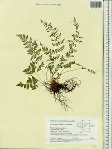 Cystopteris fragilis, Eastern Europe, Central region (E4) (Russia)