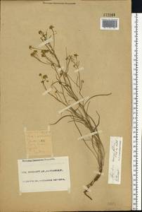 Lepidium coronopifolium Fisch. ex DC., Eastern Europe, Eastern region (E10) (Russia)