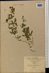 Lathyrus tuberosus L., Caucasus, Georgia (K4) (Georgia)