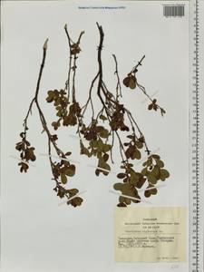 Vaccinium uliginosum L., Siberia, Altai & Sayany Mountains (S2) (Russia)