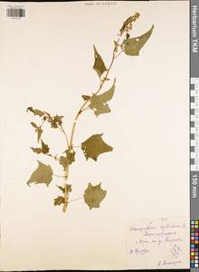 Chenopodiastrum hybridum (L.) S. Fuentes, Uotila & Borsch, Eastern Europe, Central region (E4) (Russia)