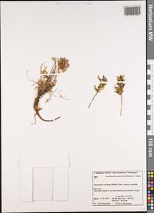 Oxytropis sordida (Willd.) Pers., Siberia, Central Siberia (S3) (Russia)