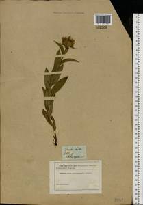 Pentanema hirtum (L.) D. Gut. Larr., Santos-Vicente, Anderb., E. Rico & M. M. Mart. Ort., Eastern Europe, Rostov Oblast (E12a) (Russia)