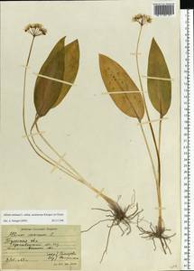 Allium ursinum L., Eastern Europe, Central region (E4) (Russia)