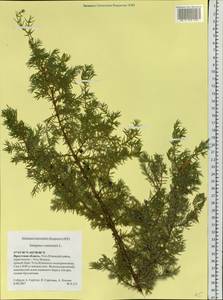 Juniperus communis L., Siberia, Baikal & Transbaikal region (S4) (Russia)