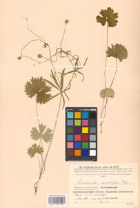 Ranunculus auricomus L., Eastern Europe, Moscow region (E4a) (Russia)