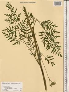 Silphiodaucus prutenicus (L.) Spalik, Wojew., Banasiak, Piwczyñski & Reduron, Eastern Europe, Central forest-and-steppe region (E6) (Russia)