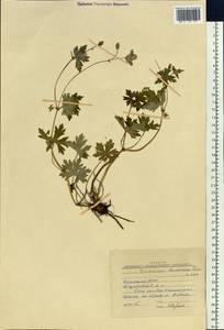 Geranium wlassovianum Fisch. ex Link, Siberia, Baikal & Transbaikal region (S4) (Russia)