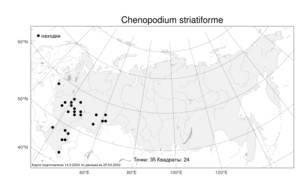 Chenopodium striatiforme Murr, Atlas of the Russian Flora (FLORUS) (Russia)