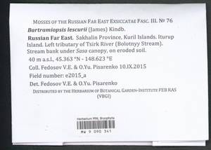 Bartramiopsis lescurii (James) Kindb., Bryophytes, Bryophytes - Russian Far East (excl. Chukotka & Kamchatka) (B20) (Russia)