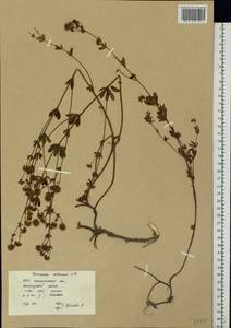 Dorycnium pentaphyllum subsp. herbaceum (Vill.)Rouy, Eastern Europe, West Ukrainian region (E13) (Ukraine)
