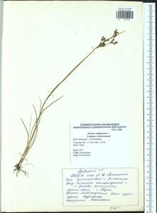 Juncus compressus Jacq., Eastern Europe, Central region (E4) (Russia)