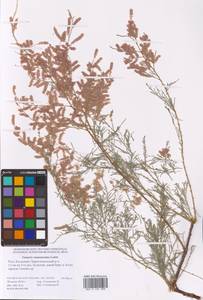 Tamarix ramosissima Ledeb., Eastern Europe, Lower Volga region (E9) (Russia)