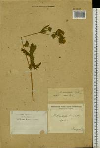 Potentilla tanacetifolia Willd. ex D. F. K. Schltdl., Siberia, Baikal & Transbaikal region (S4) (Russia)