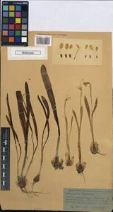 Galanthus alpinus var. bortkewitschianus (Koss) A.P.Davis, Caucasus, Stavropol Krai, Karachay-Cherkessia & Kabardino-Balkaria (K1b) (Russia)