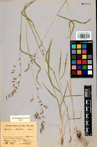 Melica turczaninowiana Ohwi, Siberia, Baikal & Transbaikal region (S4) (Russia)