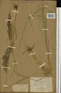 Calamagrostis epigejos (L.) Roth, Eastern Europe, South Ukrainian region (E12) (Ukraine)