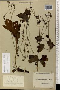 Geranium gracile Ledeb. in Nordm., Caucasus, Black Sea Shore (from Novorossiysk to Adler) (K3) (Russia)