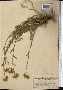 Achillea setacea Waldst. & Kit., Middle Asia, Pamir & Pamiro-Alai (M2) (Uzbekistan)
