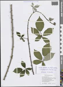 Rubus procerus P. J. Müll. ex Boulay, Eastern Europe, Moscow region (E4a) (Russia)