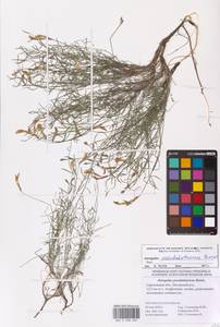 Astragalus pseudotataricus Boriss., Eastern Europe, Lower Volga region (E9) (Russia)