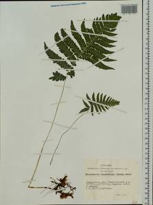 Phegopteris connectilis (Michx.) Watt, Siberia, Altai & Sayany Mountains (S2) (Russia)