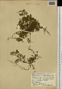 Thymus minussinensis Serg., Siberia, Baikal & Transbaikal region (S4) (Russia)