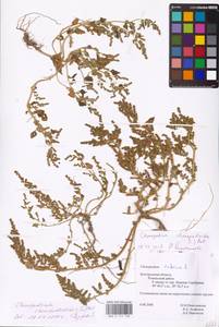 Oxybasis chenopodioides (L.) S. Fuentes, Uotila & Borsch, Eastern Europe, Central forest-and-steppe region (E6) (Russia)