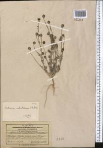 Artemisia macrocephala Jacquem. ex Besser, Middle Asia, Pamir & Pamiro-Alai (M2) (Tajikistan)